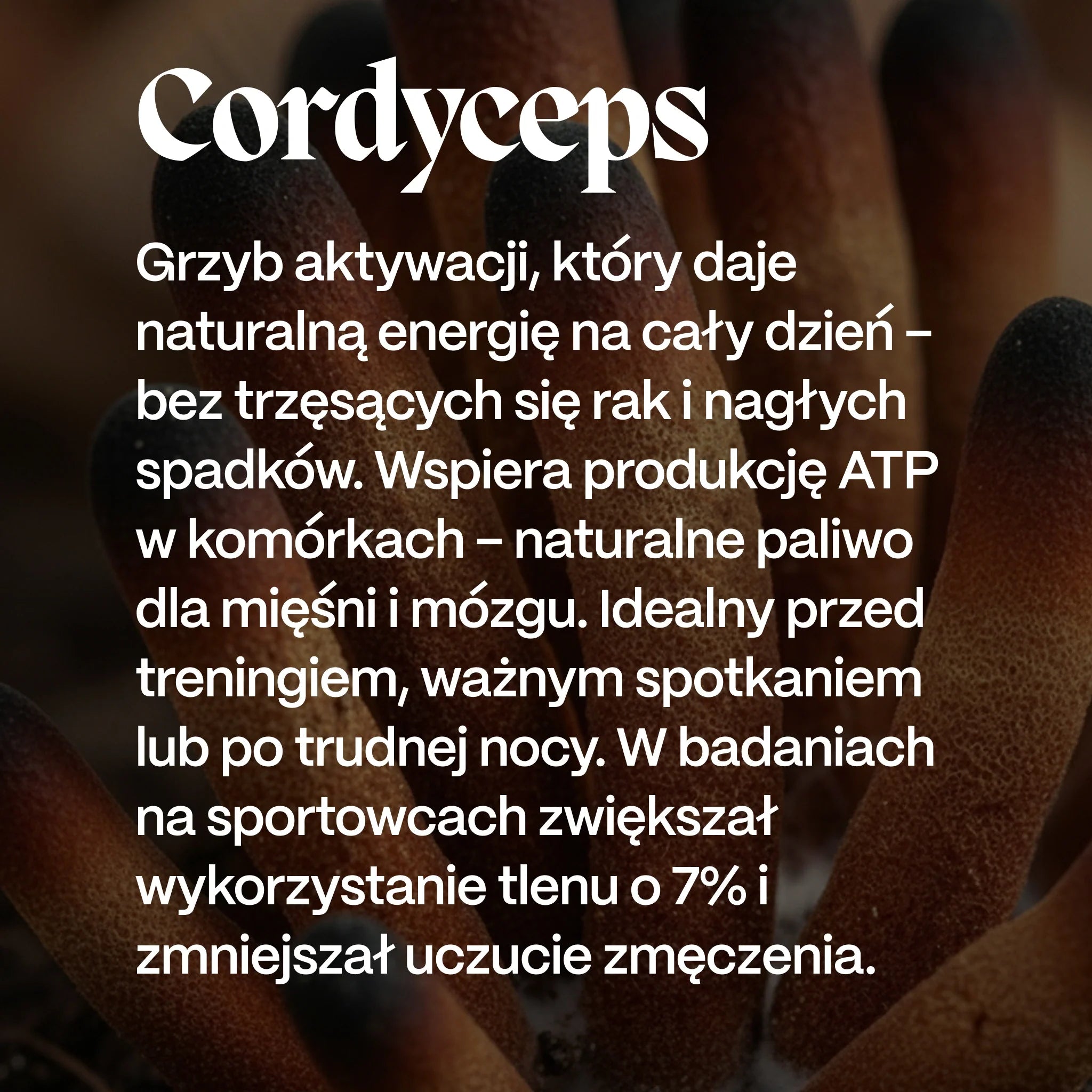 Cordyceps - korzyści