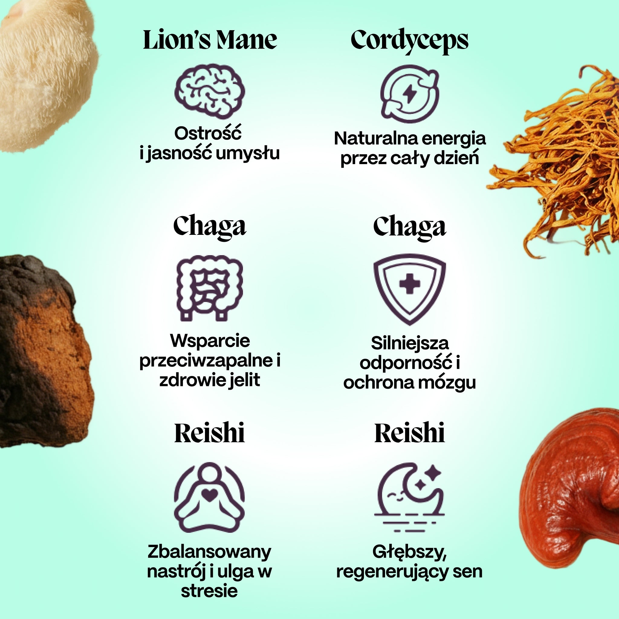 Kompletny Zestaw Grzybów