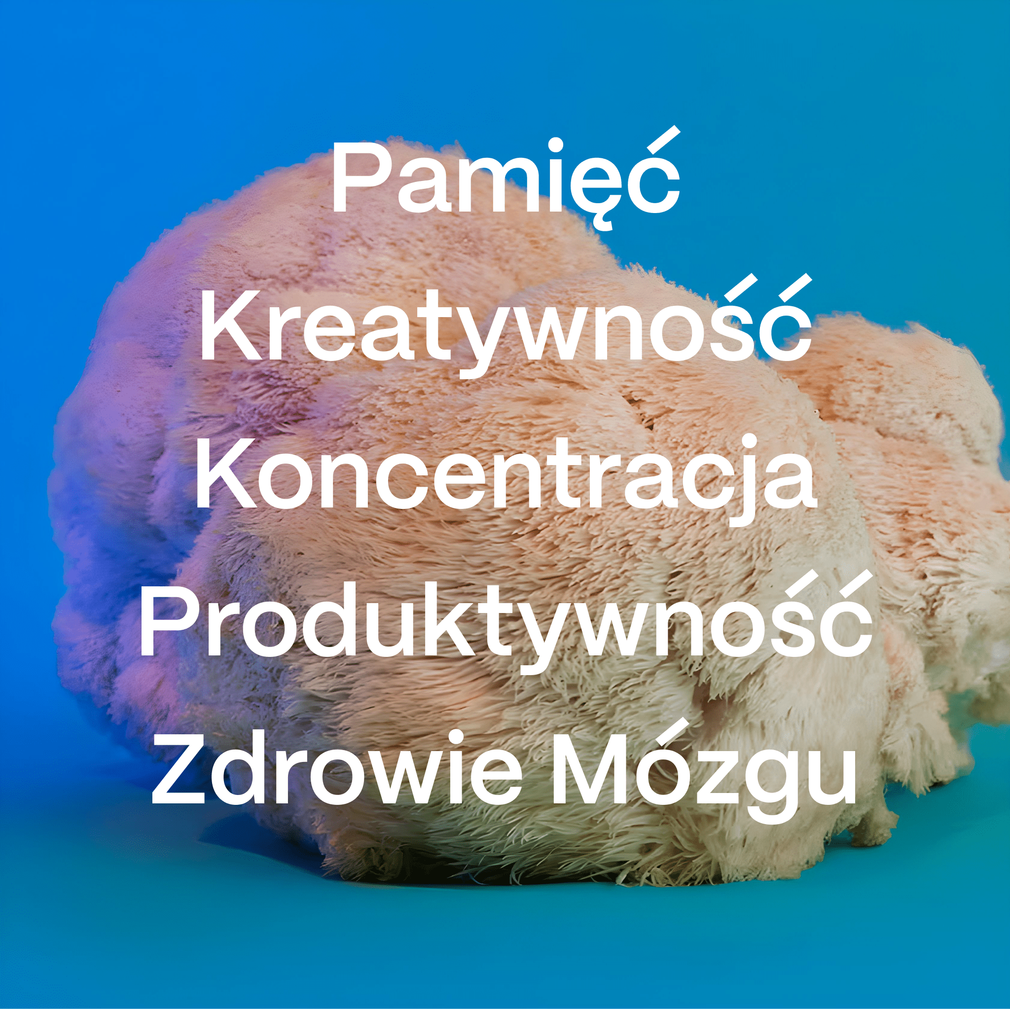 No. 1 — Lion's Mane - Soma