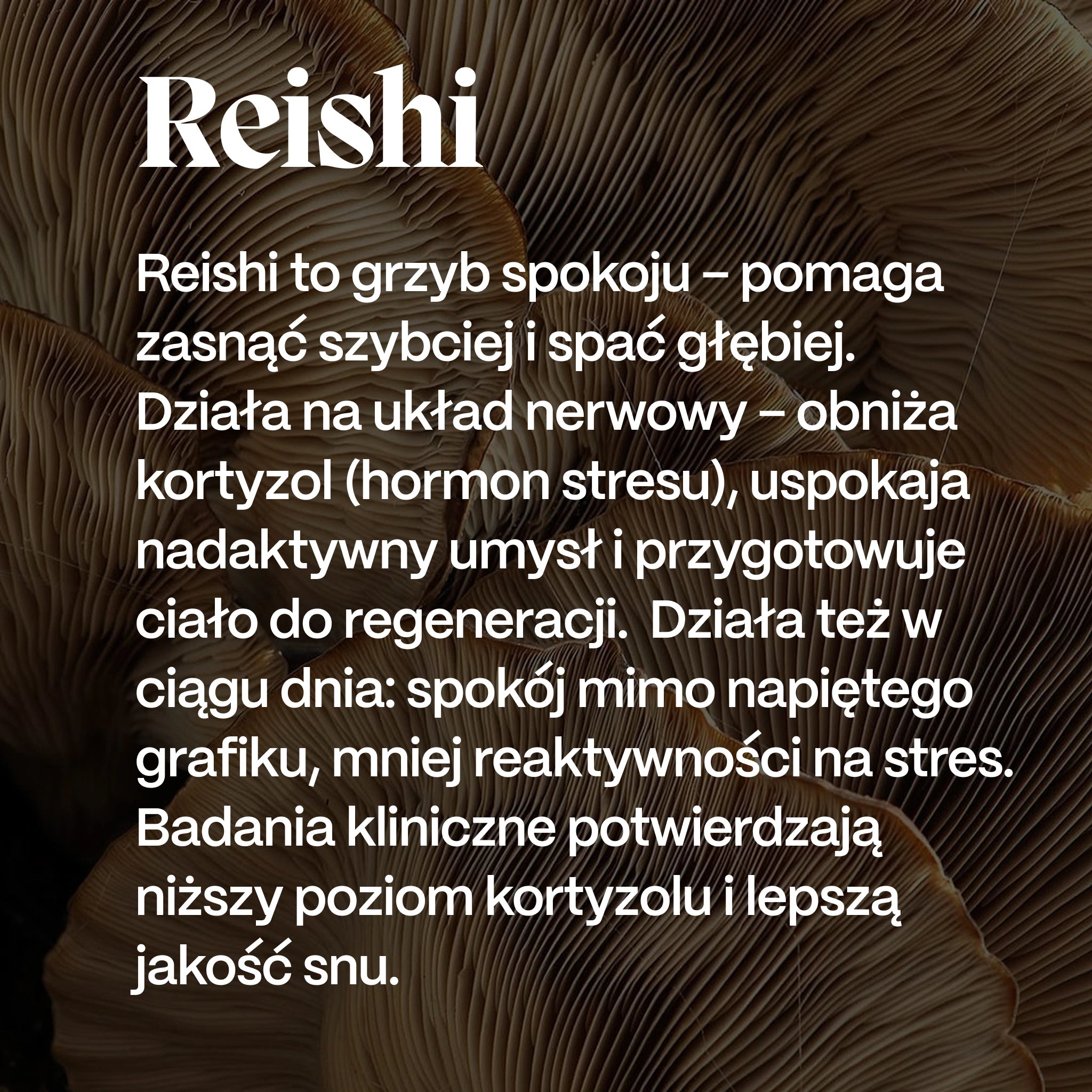 Reishi SOMA – korzyści lakownica lśniąca: sen, spokój, modulacja kortyzolu