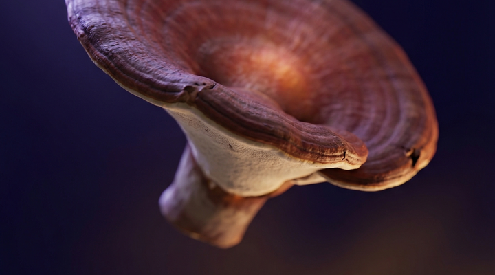 Top 5 adaptogenów na stres i wypalenie zawodowe — Reishi ekstrakt SOMA