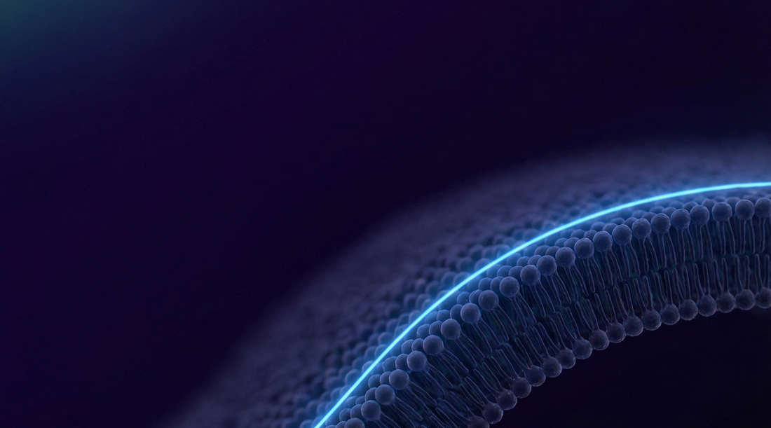 Reishi nie usypia. Aktywuje ten sam receptor co benzodiazepiny.