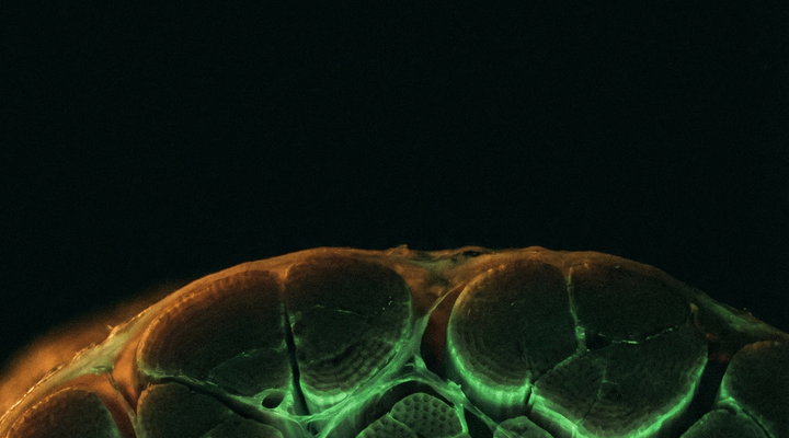 Cordyceps i regeneracja mięśni — nauka odkryła, co się dzieje na poziomie komórkowym