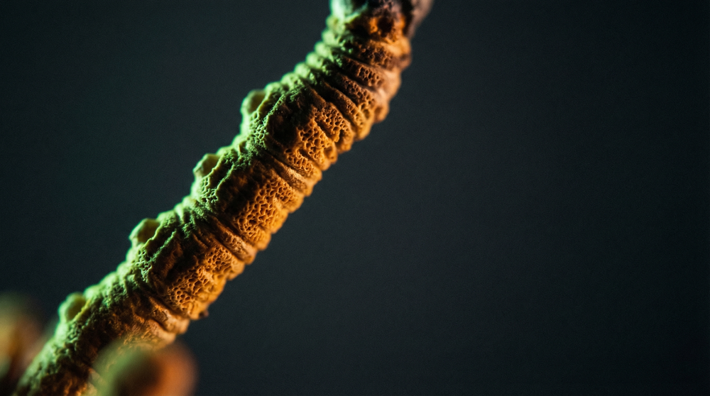 Cordyceps na energię — mechanizm działania i badania kliniczne