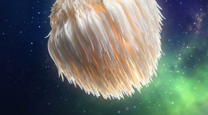 Top 5 grzybów funkcjonalnych na koncentrację i pamięć — Lion's Mane w kosmosie