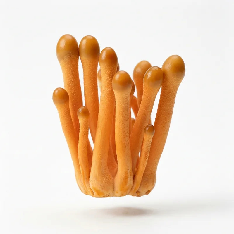 cordyceps specimen v1.0