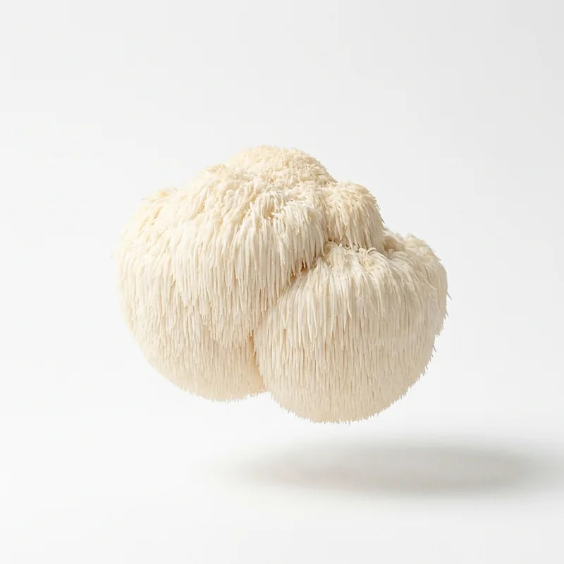 lions mane specimen v1.0