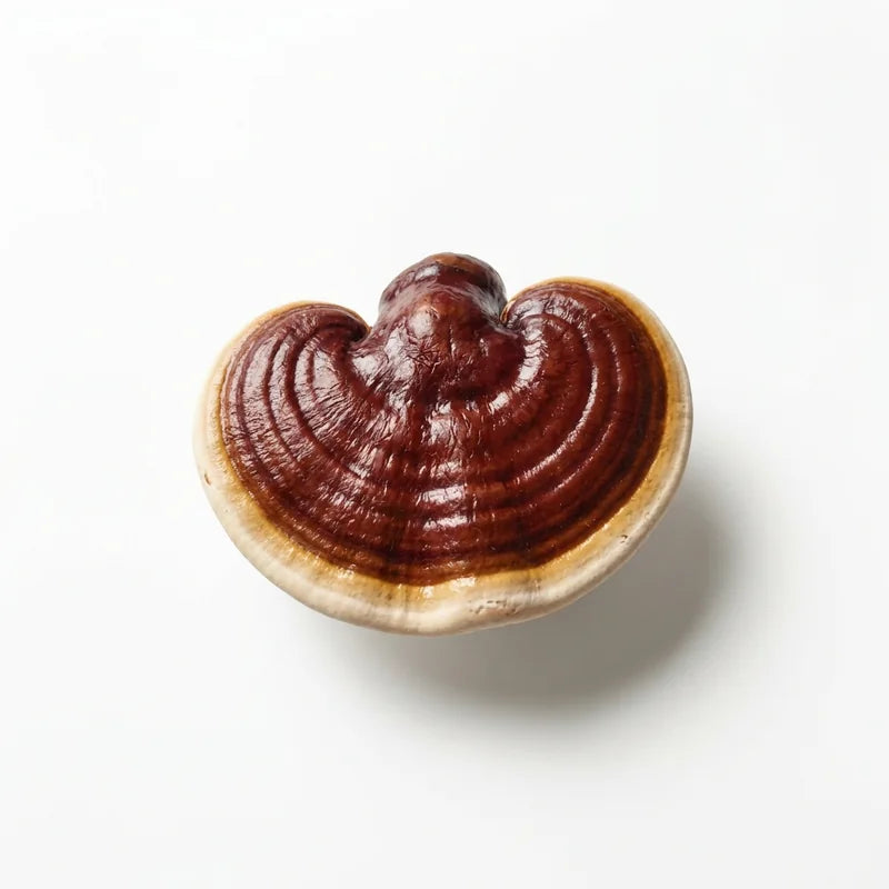 reishi specimen v1.0